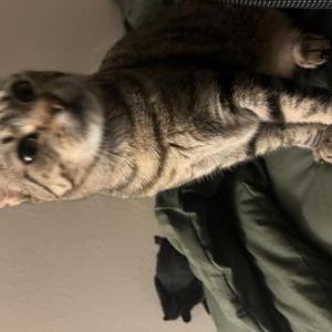Lost 2 Nosferatu (California)