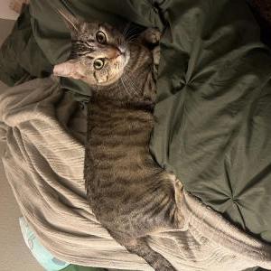 2nd Image of Nosferatu, Lost Cat