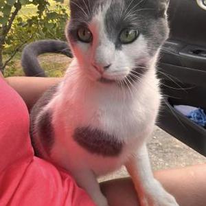 2nd Image of Milo, Lost Cat