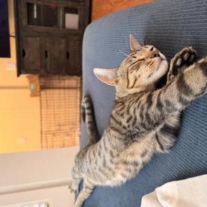 Image of Simba, Lost Cat