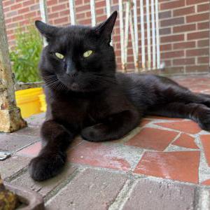 Image of Guts, Lost Cat