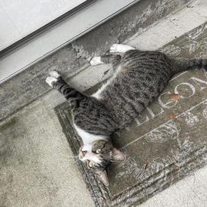 Image of unkown, Found Cat