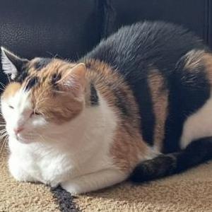 Image of Cali, Lost Cat