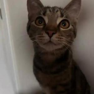 Image of Bug, Lost Cat