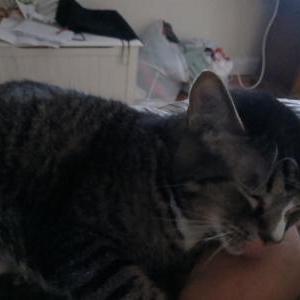 Image of Blitz, Lost Cat