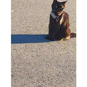 Image of Unknown, Found Cat