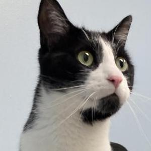 Image of Ned gary, Lost Cat