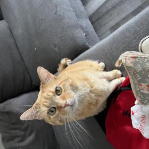 Image of Cid, Lost Cat