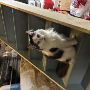 Image of Unknown, Found Cat