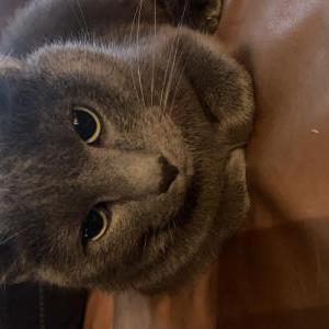 Image of Grey, Lost Cat