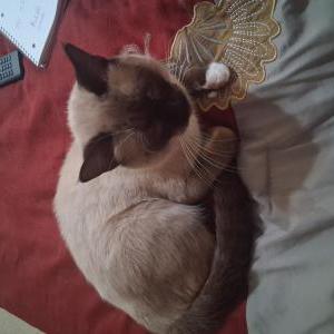 Image of Pretty, Lost Cat