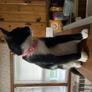 Image of Molly, Lost Cat