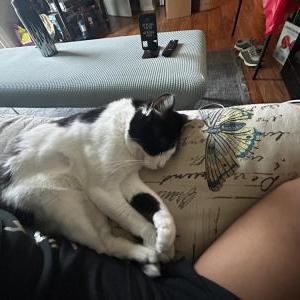 Image of Fat Boi, Lost Cat