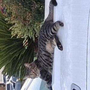Image of Samba, Lost Cat
