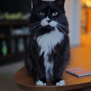 Image of Marv, Lost Cat