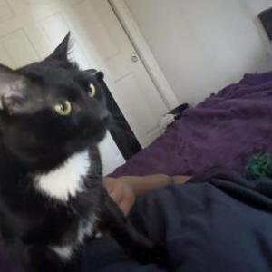 Image of Sakamoto, Lost Cat