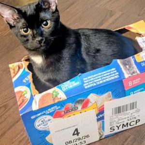 Lost 2 Panthera (Florida)