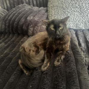 Image of Bear, Lost Cat