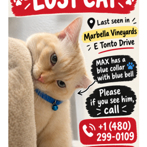 Image of Max, Lost Cat