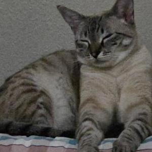 Image of Chuchu, Lost Cat