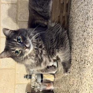 Image of Fuzzybear, Lost Cat