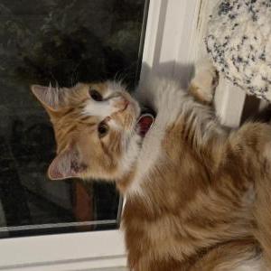 Image of Unknown, Found Cat