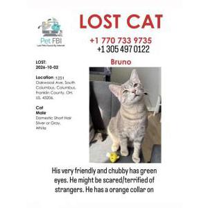 Image of Bruno, Lost Cat