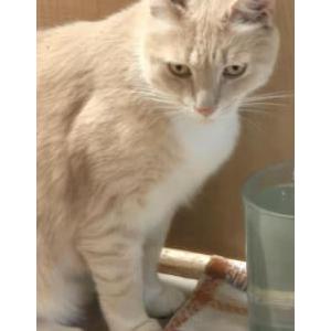 Lost 2 Oscar (NC)