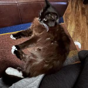 Image of Kitty, Lost Cat