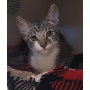 Image of Starsky (Stark), Lost Cat