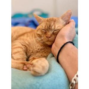 Image of Casper, Lost Cat