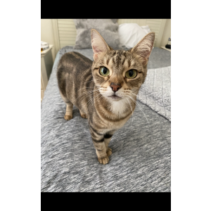 Image of Mia, Lost Cat