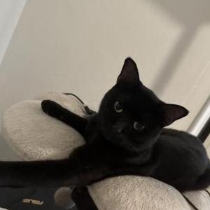 Image of Loki, Lost Cat