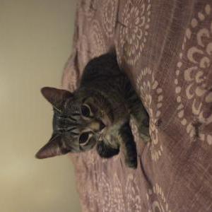 Image of Unknown, Found Cat