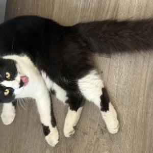 Image of Chez, Lost Cat