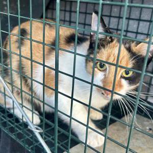 Image of Unknown, Found Cat