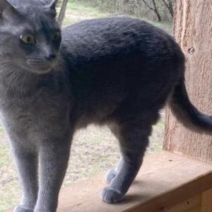 2nd Image of Kiko, Lost Cat