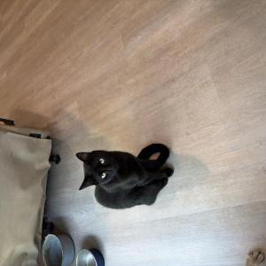 Lost 2 Oscar binx (TX)