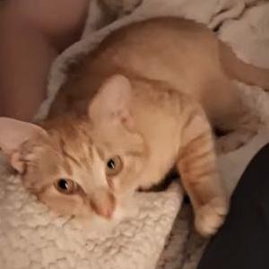 Image of Milo, Lost Cat