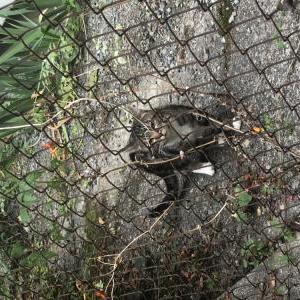 Image of Unknown, Found Cat
