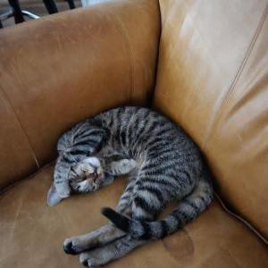 Image of KitKat, Lost Cat