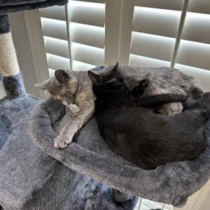Lost 2 Daisy (California)