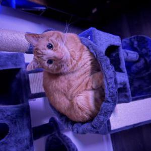 Image of MJ, Lost Cat