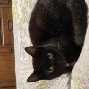 Image of Gracie Lou, Lost Cat