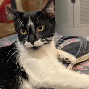 Image of Unknown, Found Cat