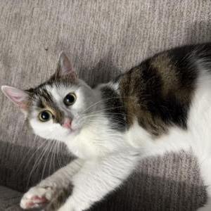 Image of Penny muffin, Lost Cat