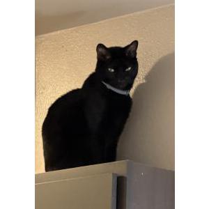Image of Bagheera (Baggy), Lost Cat