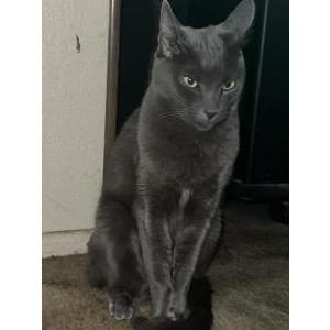 2nd Image of Blue, Lost Cat