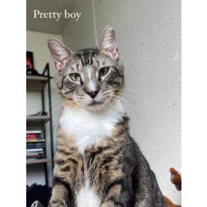 Image of Luca, Lost Cat