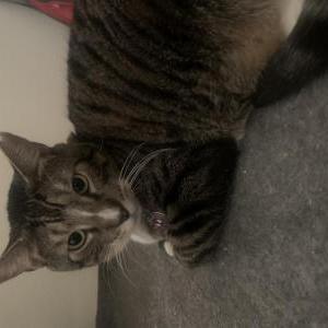 2nd Image of Luca, Lost Cat